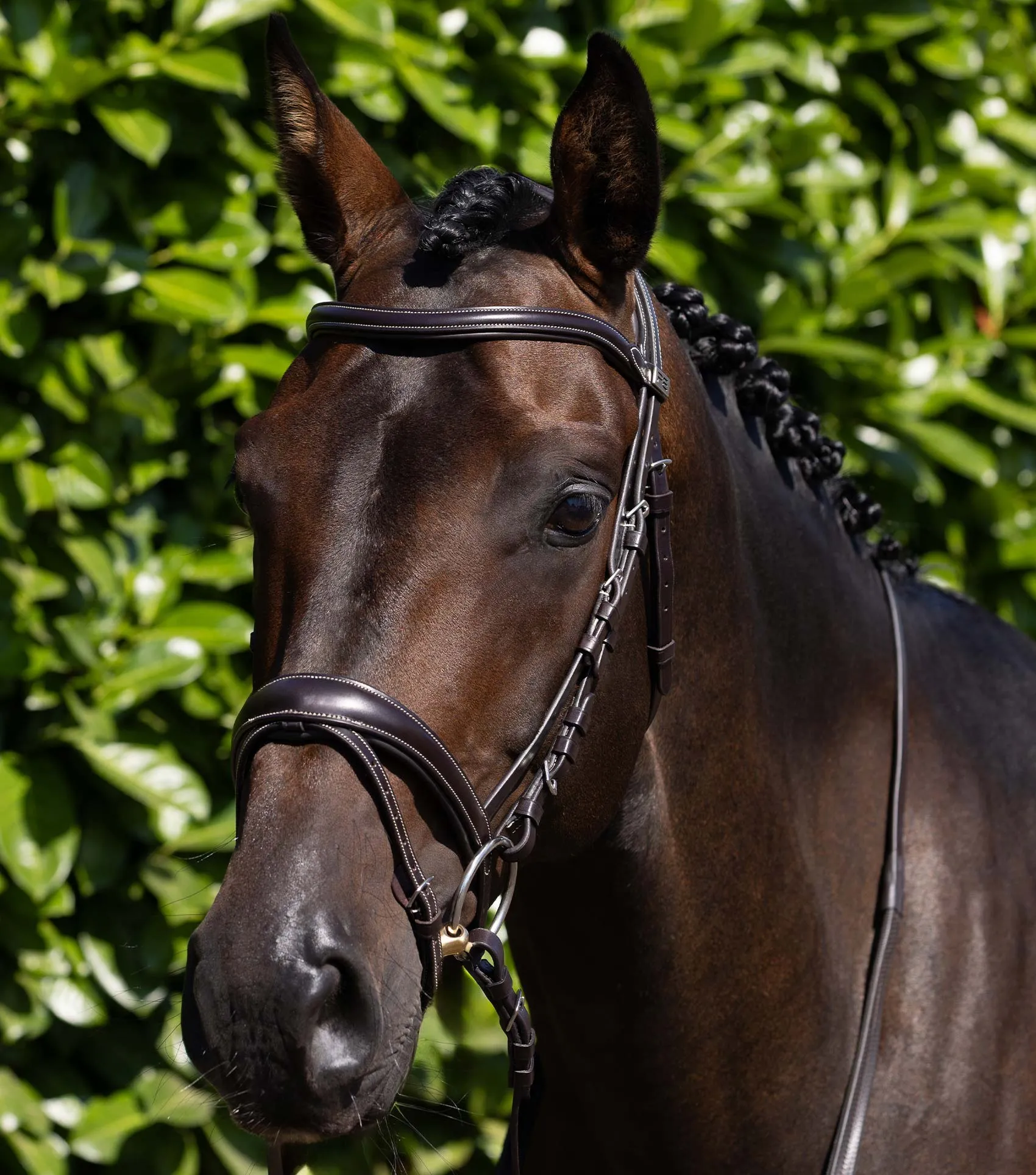 Cassano Snaffle Bridle Brown