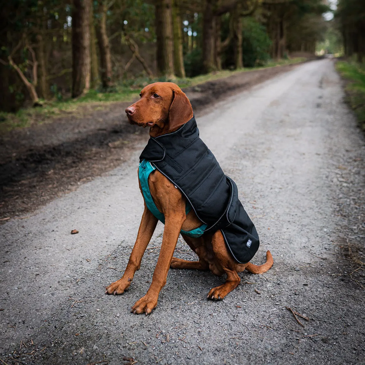 Harness Dog Coat